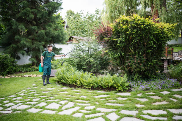 Best Termite Control Services  in Parkway, CA