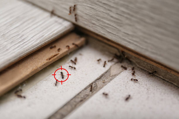 Best Best Pest Control Companies  in Parkway, CA