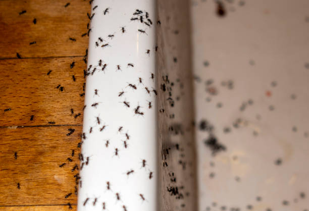Best Wasp Removal Services  in Parkway, CA