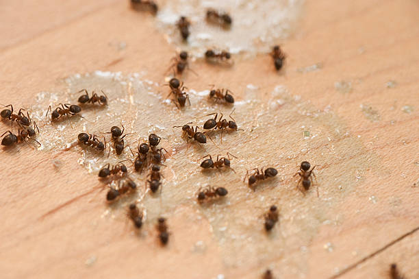 Best Commercial Pest Control Services  in Parkway, CA